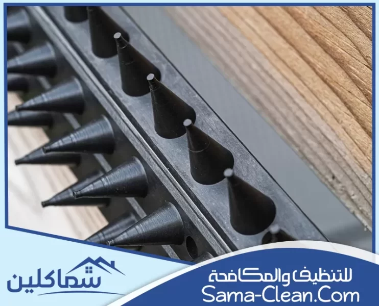 شركة مكافحة الحمام في الامارات